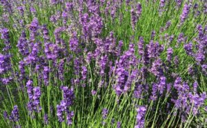 Lavender for Beauty Needs
