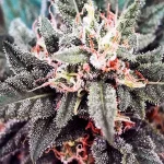 Which Cannabinoids People Reach For With Nausea