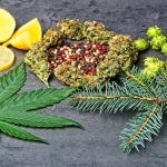 Terpenes 101: How Aroma Predicts Effect